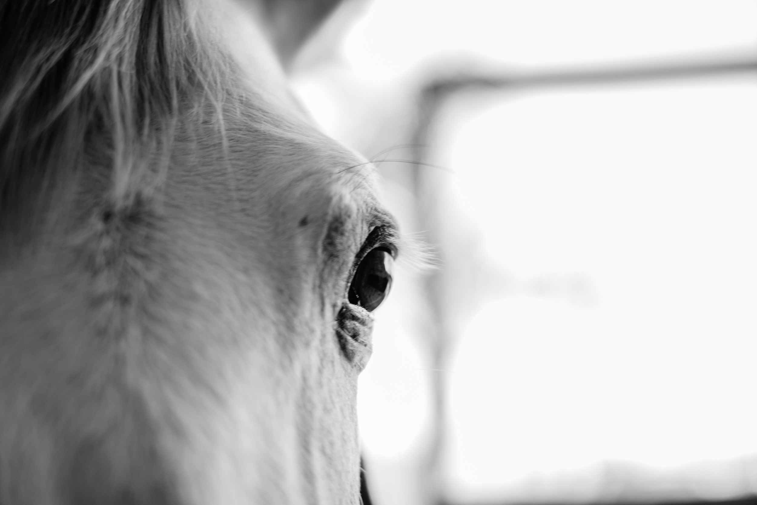 PegasusAuge